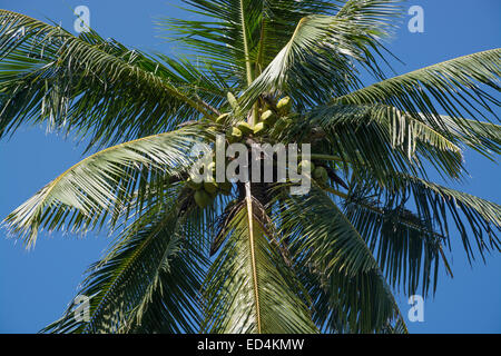 König Kokosnüsse im Baum wächst in einem Garten im südlichen Provinz, Sri Lanka, Asien. Stockfoto