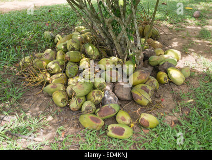 Sammlung von König Kokosnuss auf dem Boden unter einem Busch in einem Garten, südlichen Provinz, Sri Lanka, Asien. Stockfoto