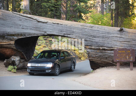 Der Tunnel melden Sie sich einen gefallenen riesigen Redwood oder Mammutbaum, Sequoiadendron Giganteum im Sequoia Nationalpark, Kalifornien, USA. Stockfoto