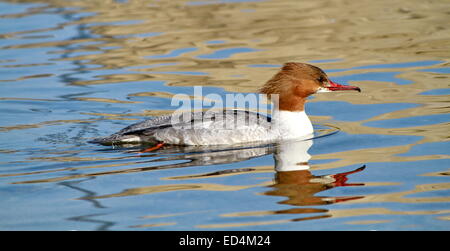 weiblicher Gänsesäger (Mergus Prototyp) im Wasser Stockfoto