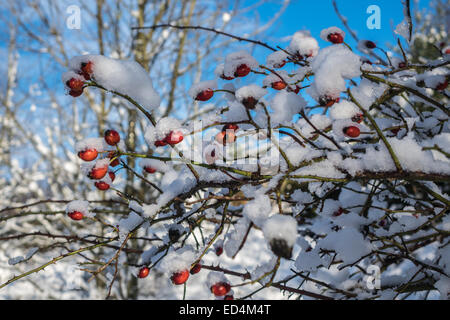 Bradford, Yorkshire, Großbritannien. 27. Dezember 2014. Stadtteil erwachte zu einem kalten, eisigen und schneebedeckten Morgen mit blauem Himmel. Verkehrsprobleme wurden gestern Abend mit vielen Leuten Verzicht auf Autos, gemeldet, obwohl wegen des Mangels an Verkehr wegen der Ferienzeit abstumpfender Besatzungen in der Lage waren, effizienter zu arbeiten. Das Met Office haben eine Eis-Warnung von 16:00 heute ausgestellt. Bildnachweis: Mick Flynn/Alamy Live-Nachrichten Stockfoto