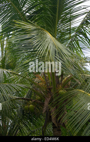 König der Kokospalme. Coconut Tree Closeup mit Früchten. Südliche Provinz, Sri Lanka, Asien im Dezember. Stockfoto