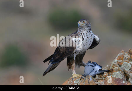 Bonelli Adler stehen auf Felsen mit Ihrem beten, eine Taube im Zingaro natural Reserve, Italien Stockfoto