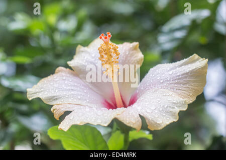 blühende Hibiskus Blumen Tau Tropfen Regen Nahaufnahme Natur Stockfoto