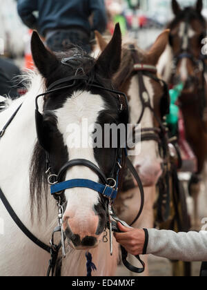 Pferde im Besitz von Zigeuner, Romanys, "Reisende", am Appleby Horse Fair, statt jedes Jahr im Juni in Appleby, Cumbria, UK Stockfoto