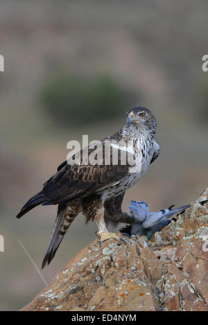 Bonelli Adler stehen auf Felsen mit Ihrem beten, eine Taube im Zingaro natural Reserve, Italien Stockfoto