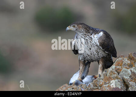 Bonelli Adler stehen auf Felsen mit Ihrem beten, eine Taube im Zingaro natural Reserve, Italien Stockfoto