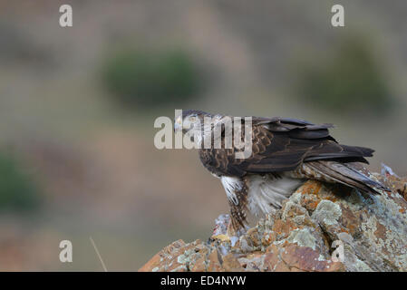 Bonelli Adler stehen auf Felsen mit Ihrem beten, eine Taube im Zingaro natural Reserve, Italien Stockfoto