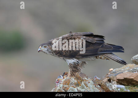 Bonelli Adler stehen auf Felsen mit Ihrem beten, eine Taube im Zingaro natural Reserve, Italien Stockfoto