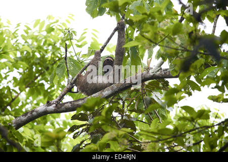 Drei toed Sloth in Struktur im zentralen Panama Stockfoto