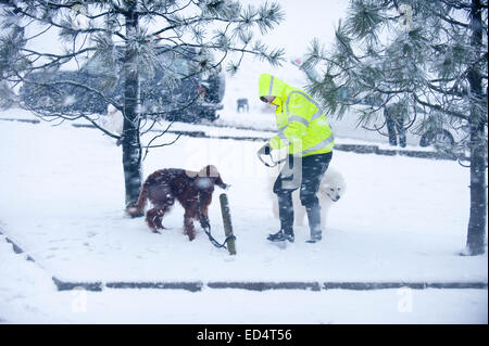 Der Horseshoe Pass, Denbighshire, Wales, UK. 27. Dezember 2014. Vicky aus Crewe, fesselt ihre Hunde, Irish Red Setter Phoebe 3 und acht-jährige Samojede Teddy, nach einem Spaziergang im Schnee in The Horseshoe-Pass, ca. 300 m über dem Meeresspiegel.  Bildnachweis: Graham M. Lawrence/Alamy Live-Nachrichten. Stockfoto