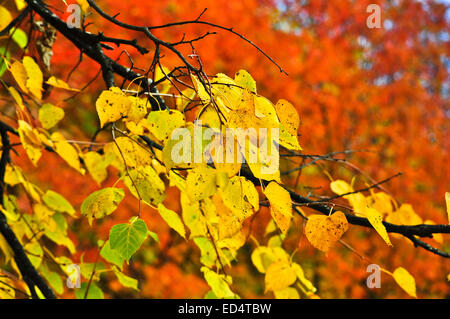 Zeit der Blätterfall - helle Blätter an den Ästen. Bild von Herbstlaub an den Bäumen im Oktober. Stockfoto