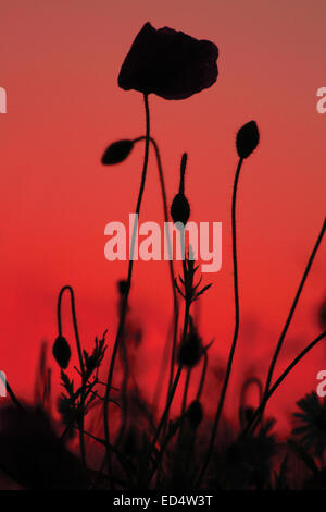 Silhouette der roten Mohnblumen, Blumen und Blüten sowie deren Knospen, gegen Red Sky in der Vertikalen von einer niedrigen View Point. Stockfoto