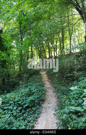 Eichen in Belgrad Wald, Stadt Istanbul, Türkei Stockfoto