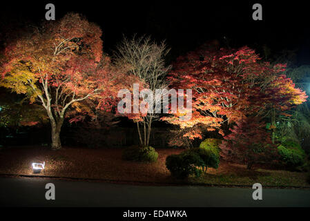 Eikan-Do Zenrin-Ji-Tempel mit Flutlicht Herbstlaub, Kyoto, Japan. Stockfoto