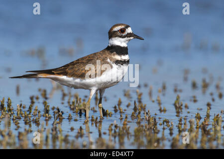 Killdeer - Charadrius Vociferus - juvenile Stockfoto