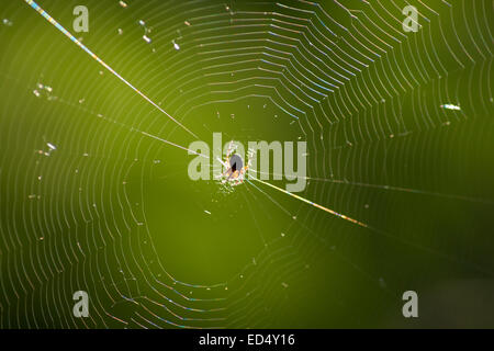 Spinnennetz mit Wassertropfen, Netzwerk, web Stockfoto