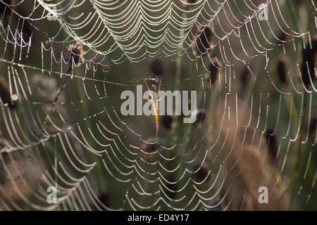 Spinnennetz mit Wassertropfen, Netzwerk, web Stockfoto