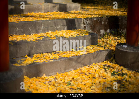 Herbstlicher Ginkgo Blätter in Japan. Stockfoto