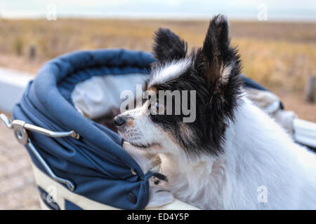 Ein älterer Hund, ein Papillon, auch genannt der Continental Toy Spaniel, sitzen in einem Vintage Kinderwagen. Stockfoto