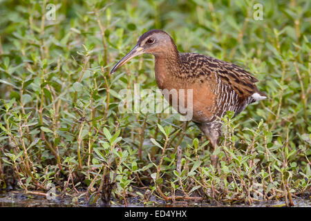 König Rail - Rallus elegans Stockfoto