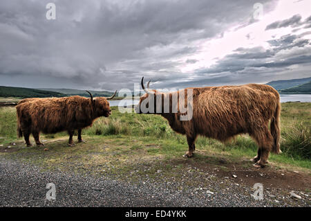 Zwei Hochlandrinder auf der Isle of Mull Stockfoto