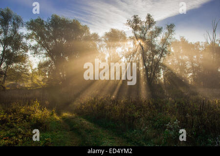 die Sonne strahlt, gründliche Bäumen und grünen Stockfoto