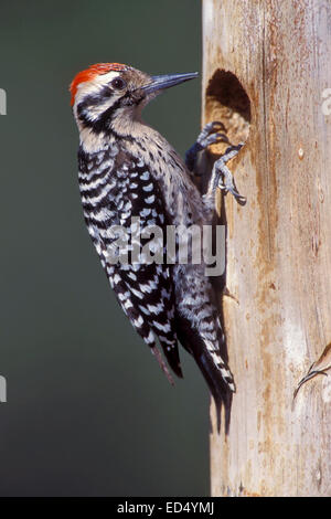 Ladder-Backed Specht - Picoides Scalaris - männlich Stockfoto