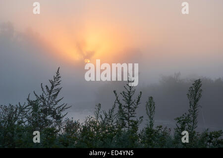 die Sonne strahlt, gründliche Bäumen und grünen Stockfoto