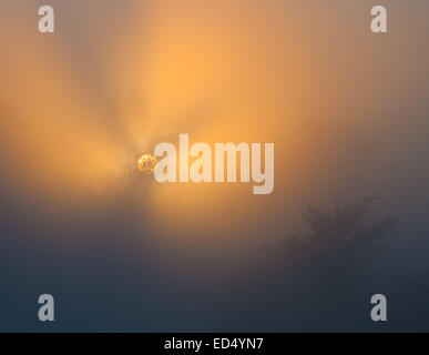 die Sonne strahlt, gründliche Bäumen und grünen Stockfoto