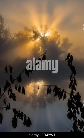 die Sonne strahlt, gründliche Bäumen und grünen Stockfoto