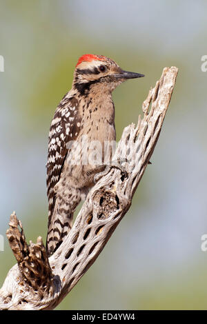 Ladder-Backed Specht - Picoides Scalaris - männlich Stockfoto