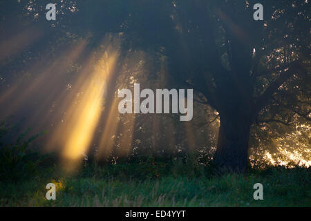 die Sonne strahlt, gründliche Bäumen und grünen Stockfoto