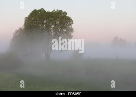 Unglaublich schöne Sonnenaufgang über dem See, nebligen Stockfoto