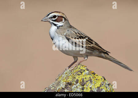 Lerche Spatz - Chondestes grammacus Stockfoto