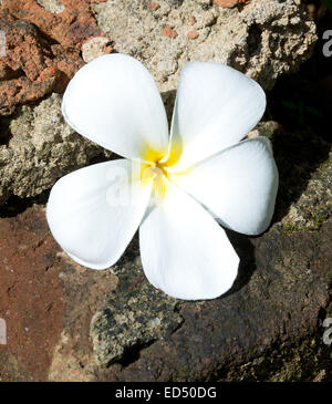 Das Temple Tree Blume. Die Blume ist als Symbol für die fragile menschlichen Lebens gesehen aus denen den Duft der Devotio kommen sollte Stockfoto