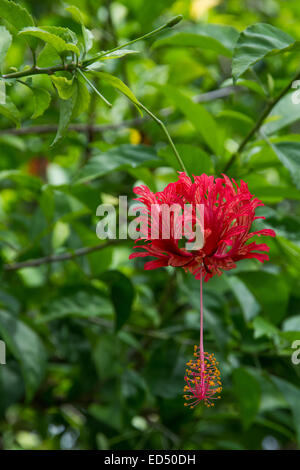 Tropical flowers. Rot Art Hibiskusblüten (Hibiscus Sinensis) mit großen Stempel und gefranste Blütenblätter auf dunkelgrünem Laub. Stockfoto