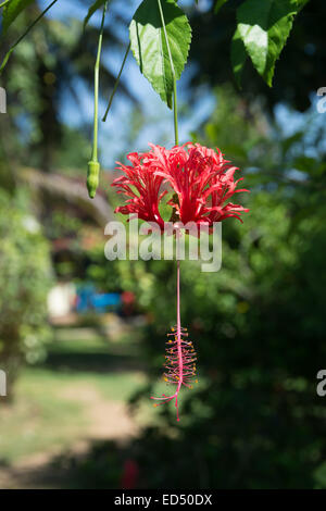 Rote Hibiscus (Hibiscus Sinensis) in Tangalle Garten, südlichen Provinz, Sri Lanka, Asien im Dezember. Stockfoto