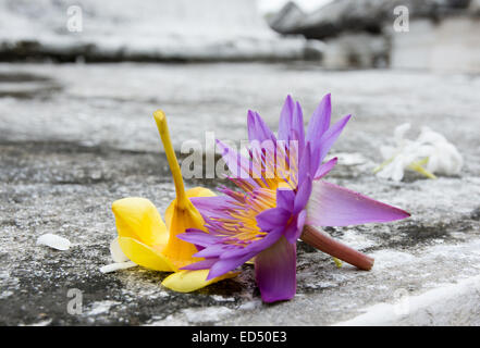 Sri Lanka National Blume, Stern Lotus, bietet auf Beton in gelb und lila. Stockfoto