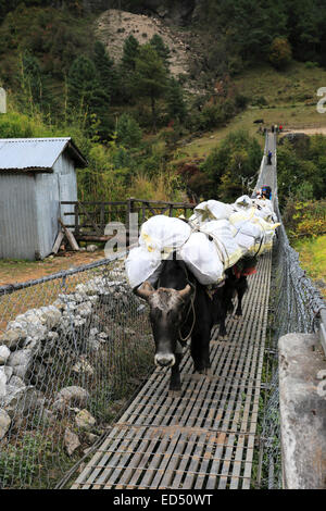 Yaks in Phakding Dorf am Everest base Camp trek, Sagarmatha Nationalpark, Solukhumbu Bezirk, Khumbu-Region, östlichen Ne Stockfoto