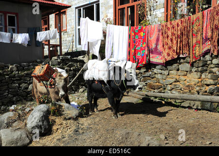 Yaks in Phakding Dorf am Everest base Camp trek, Sagarmatha Nationalpark, Solukhumbu Bezirk, Khumbu-Region, östlichen Ne Stockfoto