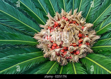 Sagopalme Blüte, produzieren eine Filz Masse in der Mitte des Blattes Masse. Stockfoto