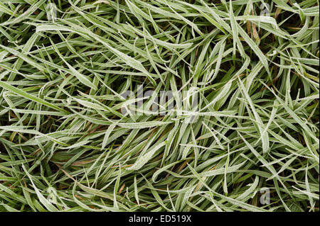 gefrorene frostigen Rasen Labkraut Goose Grass Brennnesseln beschichtet mit schweren Raureif bitterkalten Winterwetter Stockfoto