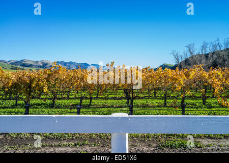 Goldene Blätter des ruhenden Reben im Weinberg im Winter in San Luis Obispo County, Kalifornien. Stockfoto