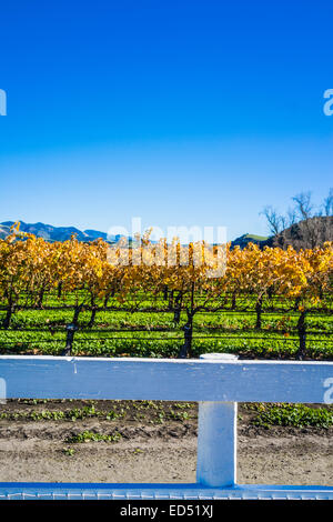 Goldene Blätter des ruhenden Reben im Weinberg im Winter in San Luis Obispo County, Kalifornien. Stockfoto