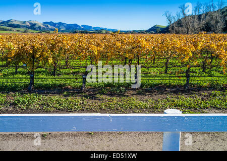 Goldene Blätter des ruhenden Reben im Weinberg im Winter in San Luis Obispo County, Kalifornien. Stockfoto