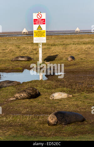 Grau zu versiegeln, Halichoerus Grypus mit Gefahrenzeichen für militärischen Schießplatz, Donna Nook nationalen Naturreservat, Lincolnshire, DEU Stockfoto