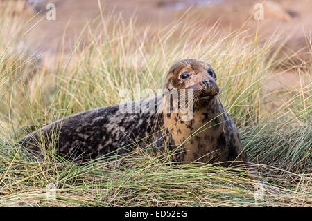 Grau zu versiegeln, Halichoerus Grypus in Dünengebieten Grass Dünen, Donna Nook nationalen Naturreservat, Lincolnshire, England, UK Stockfoto