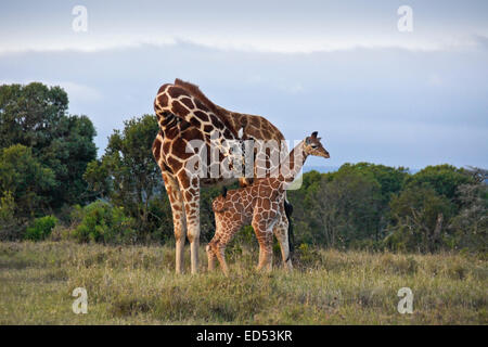 Retikuliert Giraffe kuschelte ihr Kalb, Ol Pejeta Conservancy, Kenia Stockfoto