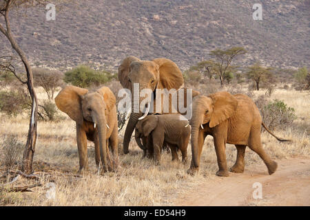 Gruppe von Elefanten neben Feldweg, Samburu, Kenia Stockfoto